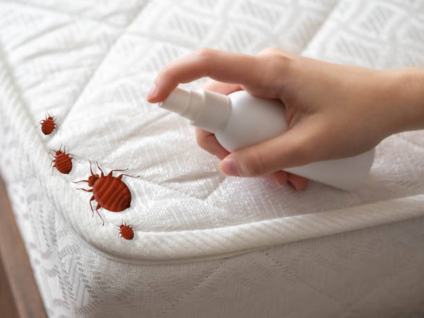 Reliable Mount Ayr, IA Pest Control Solutions